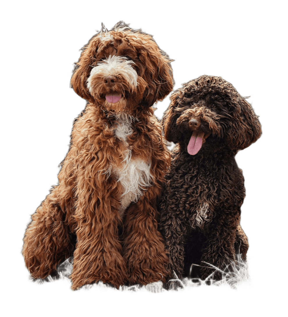 Veterinarian in Davie, FL