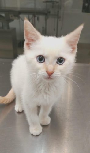 Snow-Kitty-scaled-e1591217605486