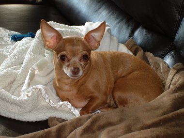 resized_380x285_nala_yglesias